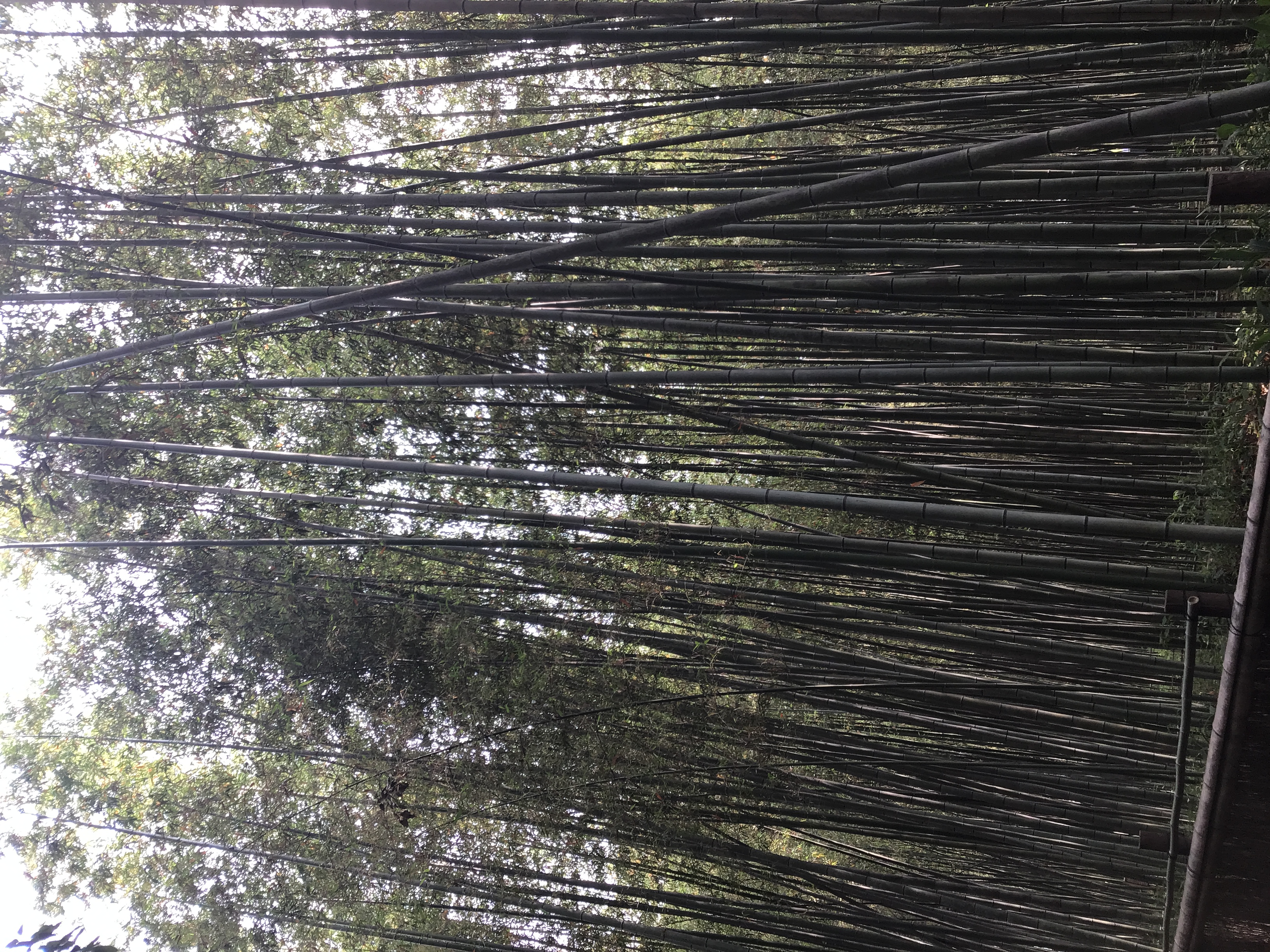 Really tall bamboo.  The only kind of bamboo.