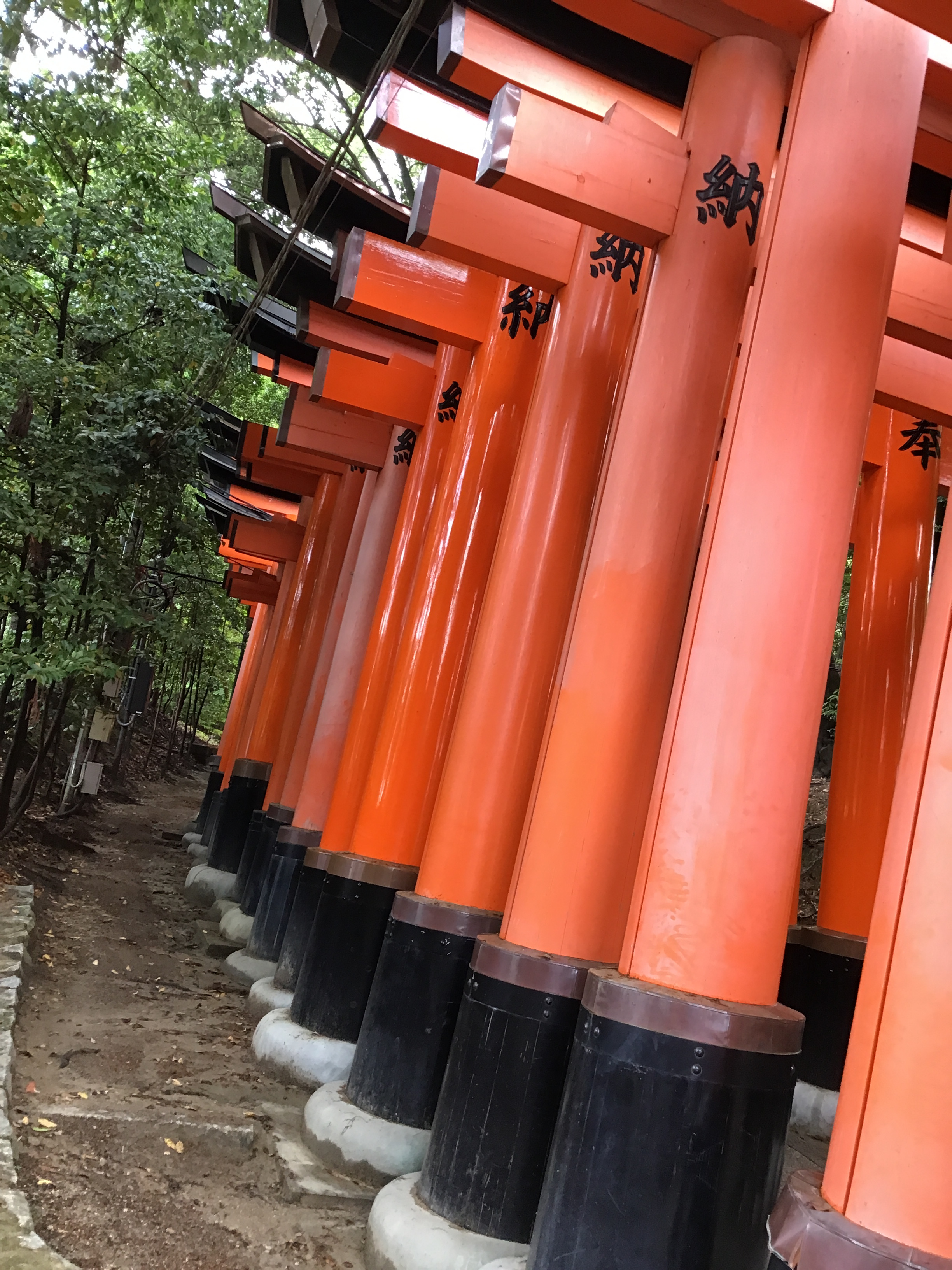 The outside of the path covered in torii gates