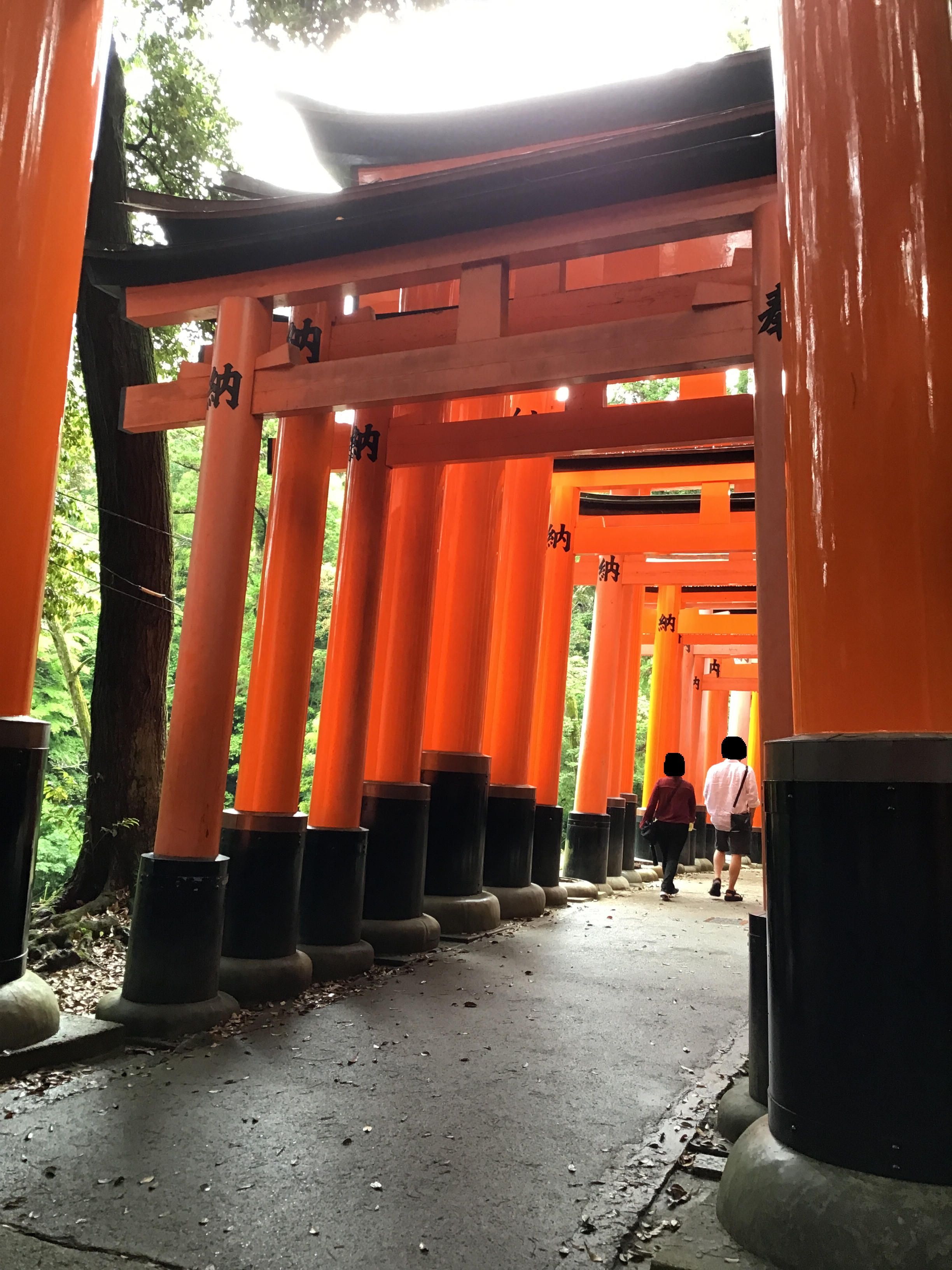 A pathway covered in torii gates