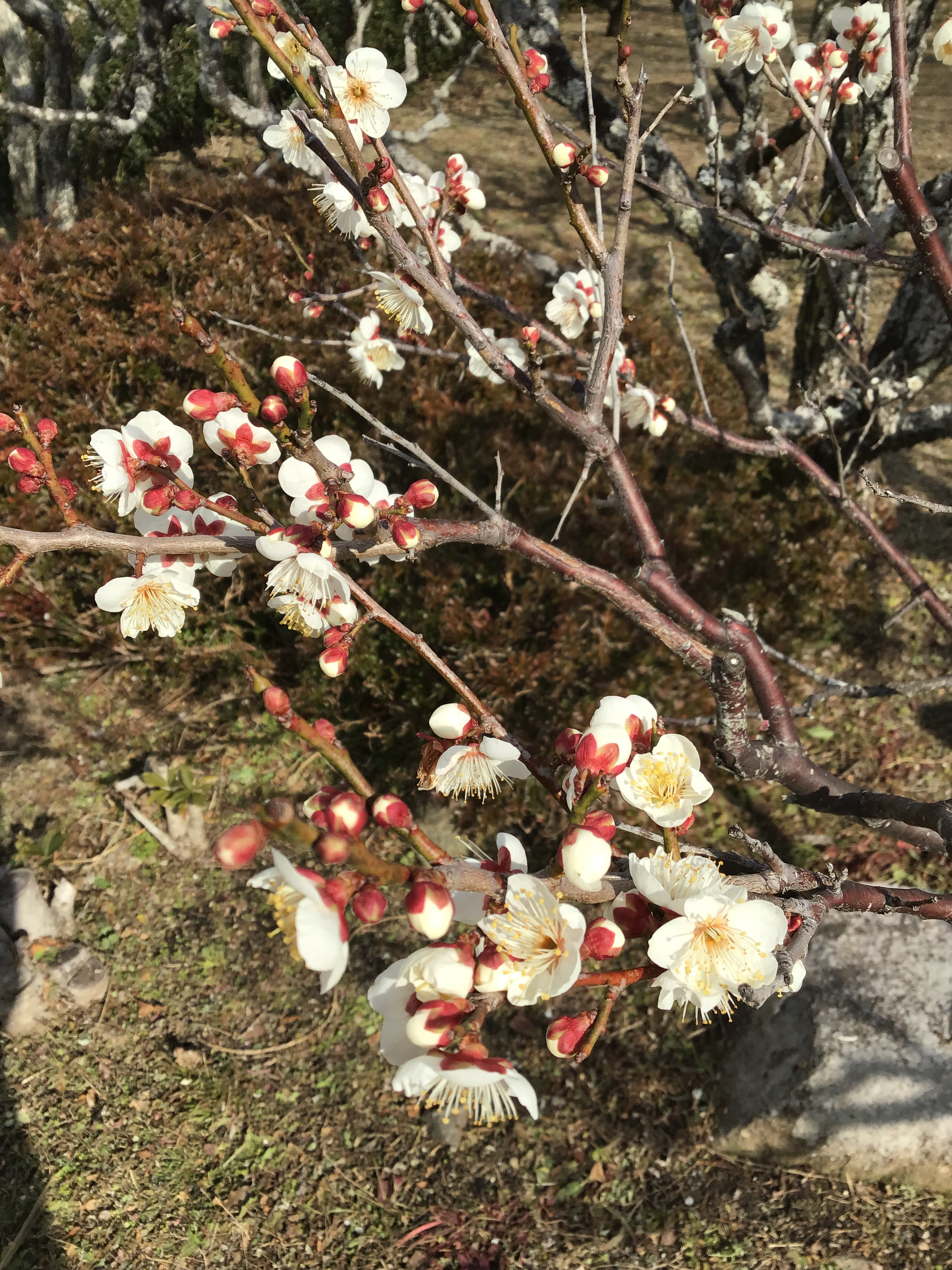 A close up of a plum blossom tree