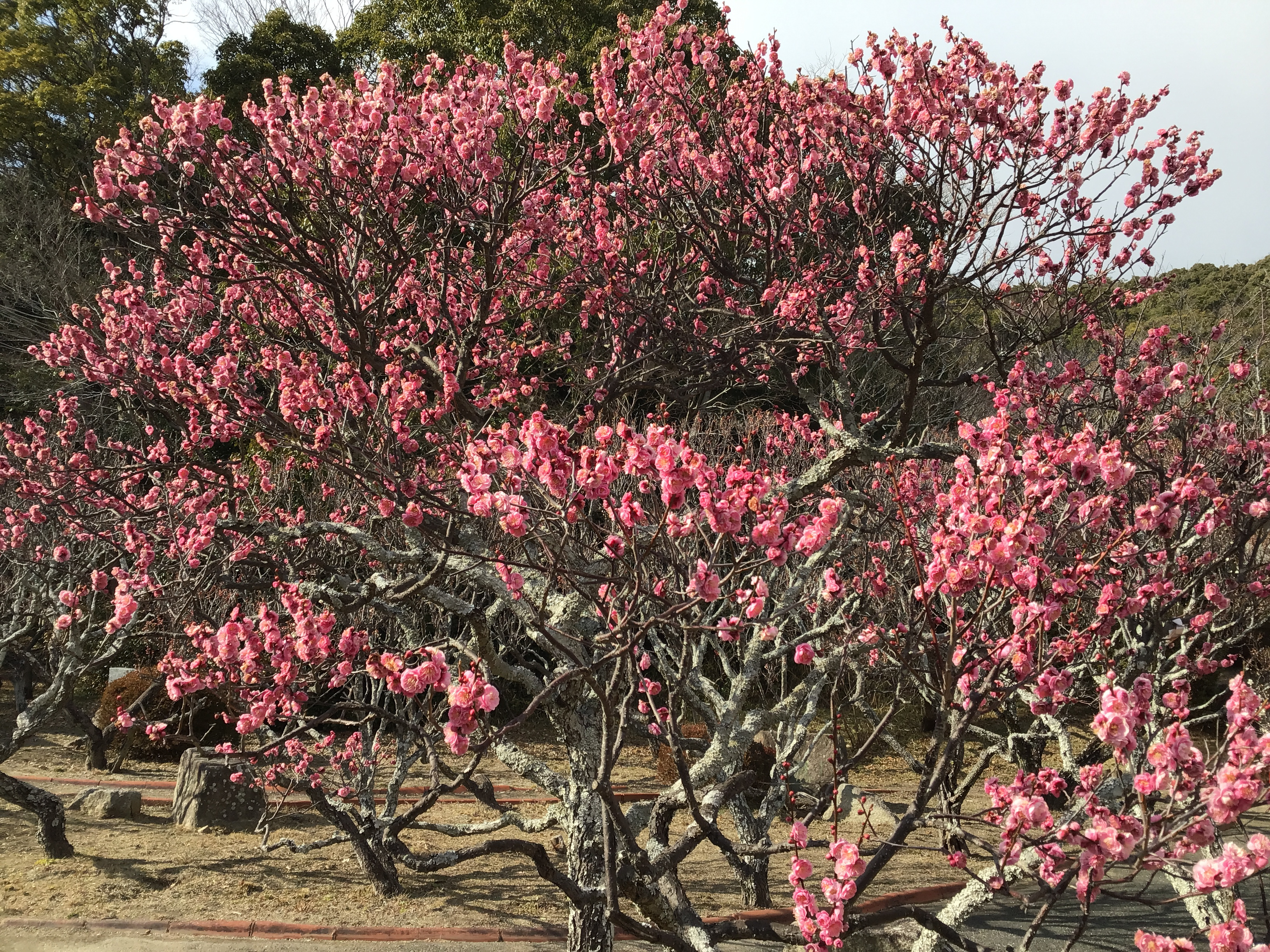A plum blossom tree