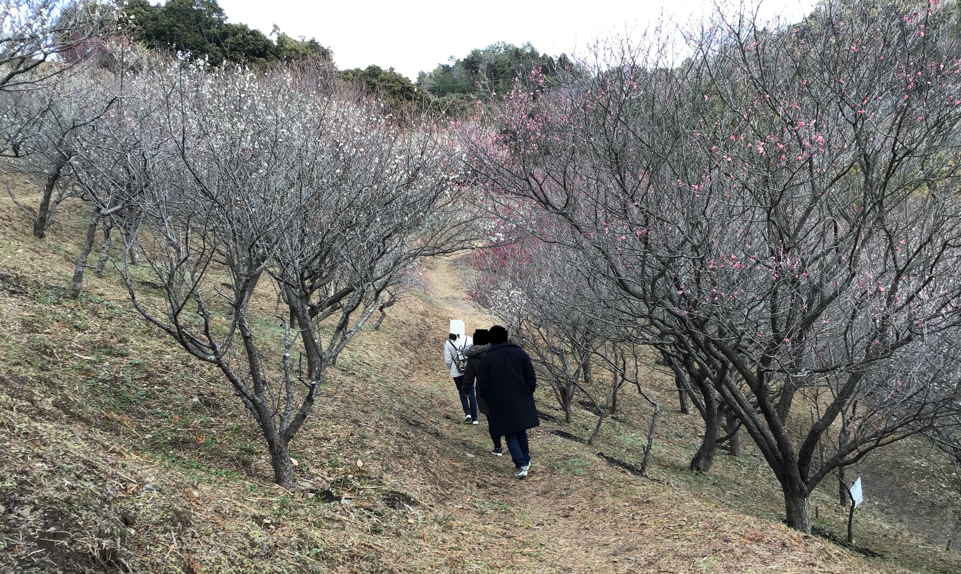 A plum blossom orchard without any flowers on the trees