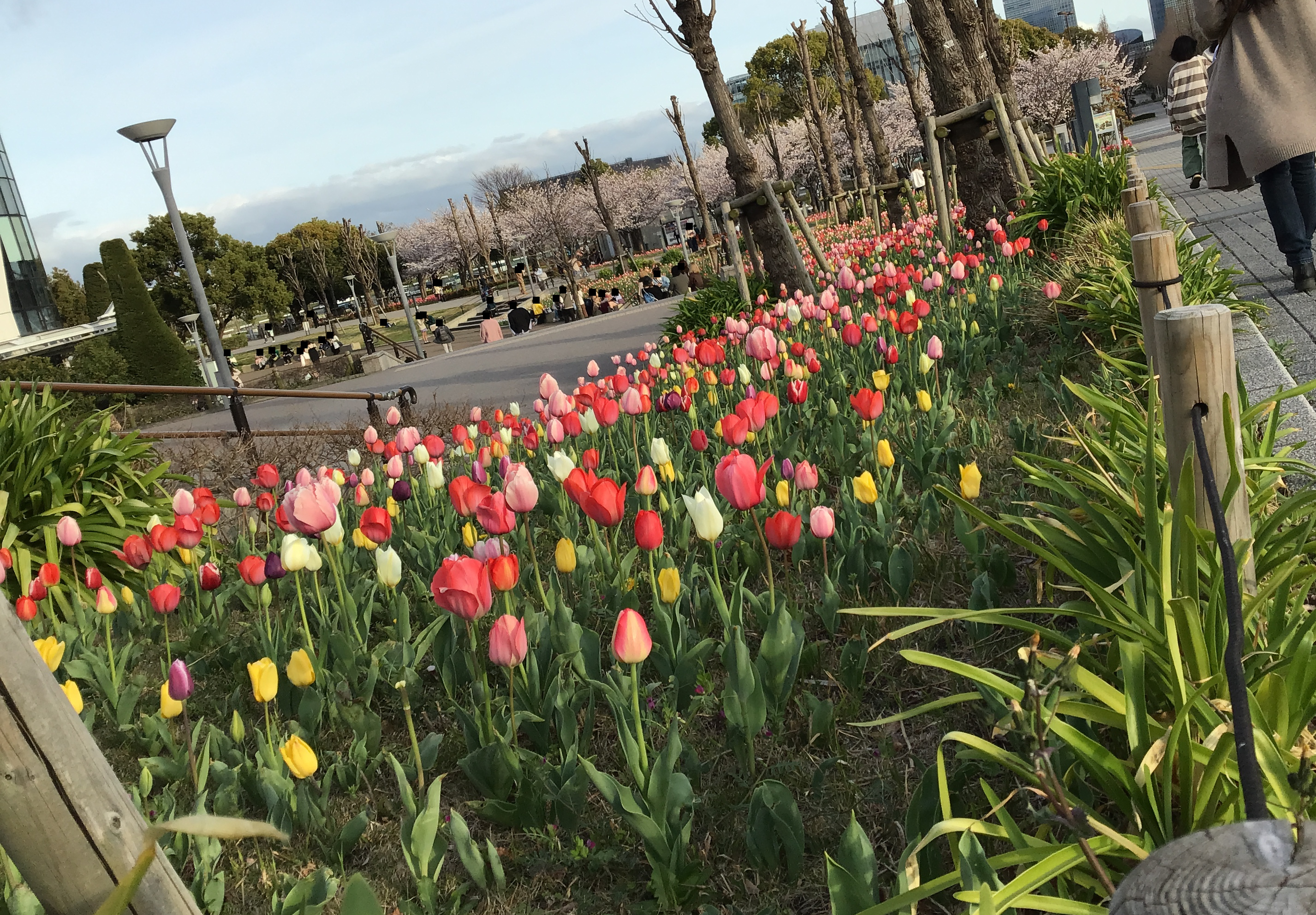 Flowers in the part around Diver City