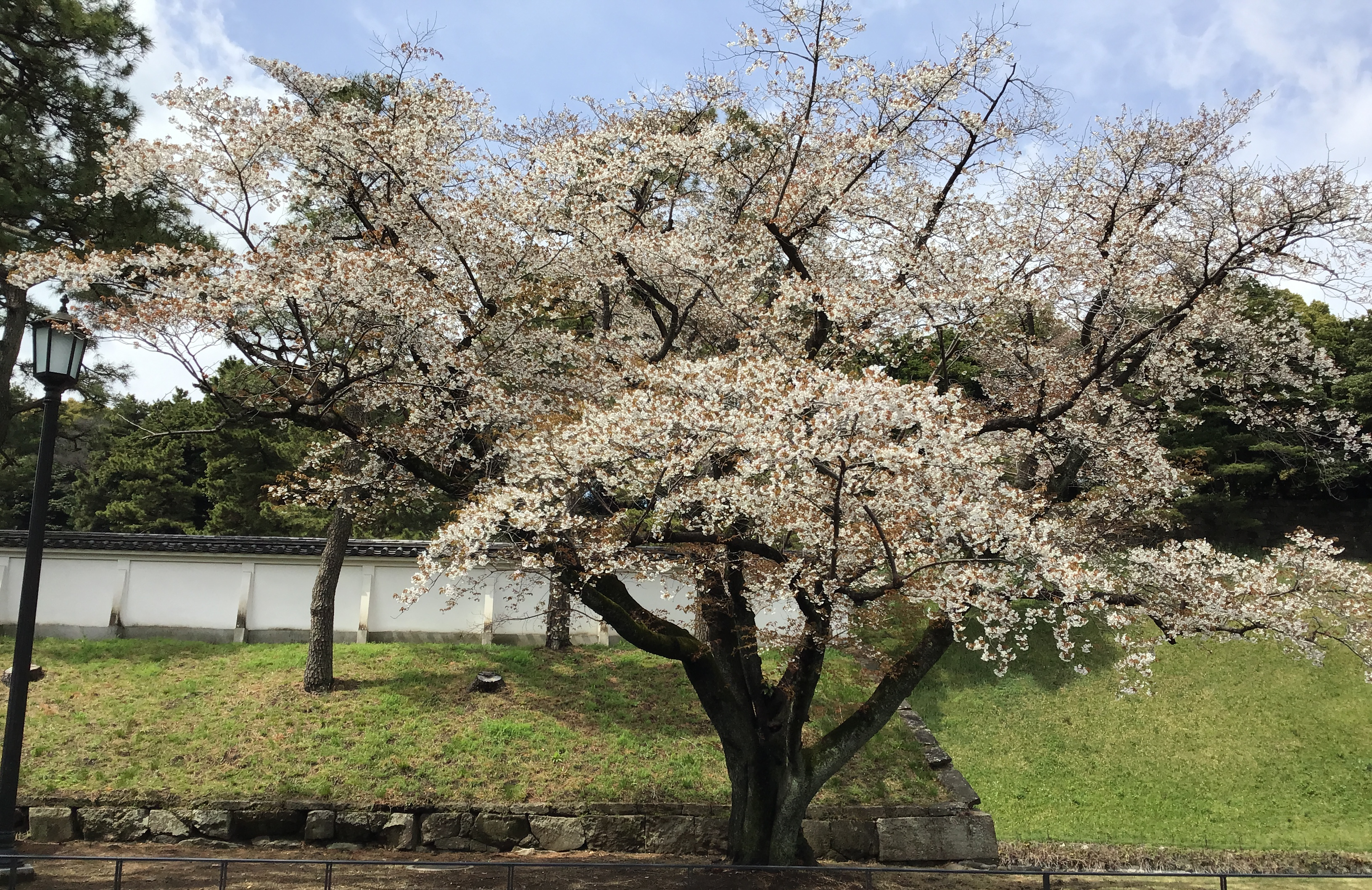A cherry blossom tree with white blossoms