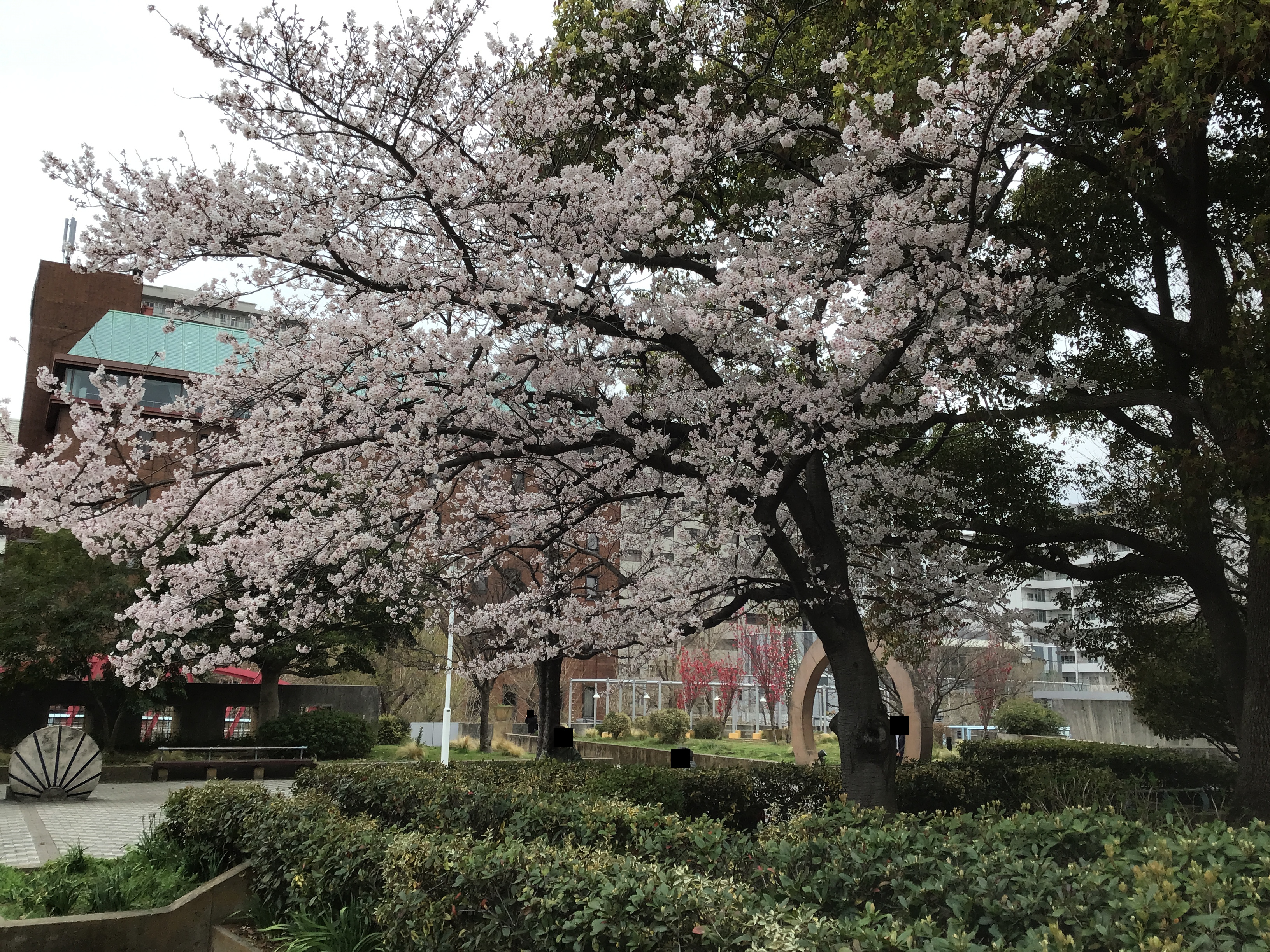A cherry blossom tree in Yokohama