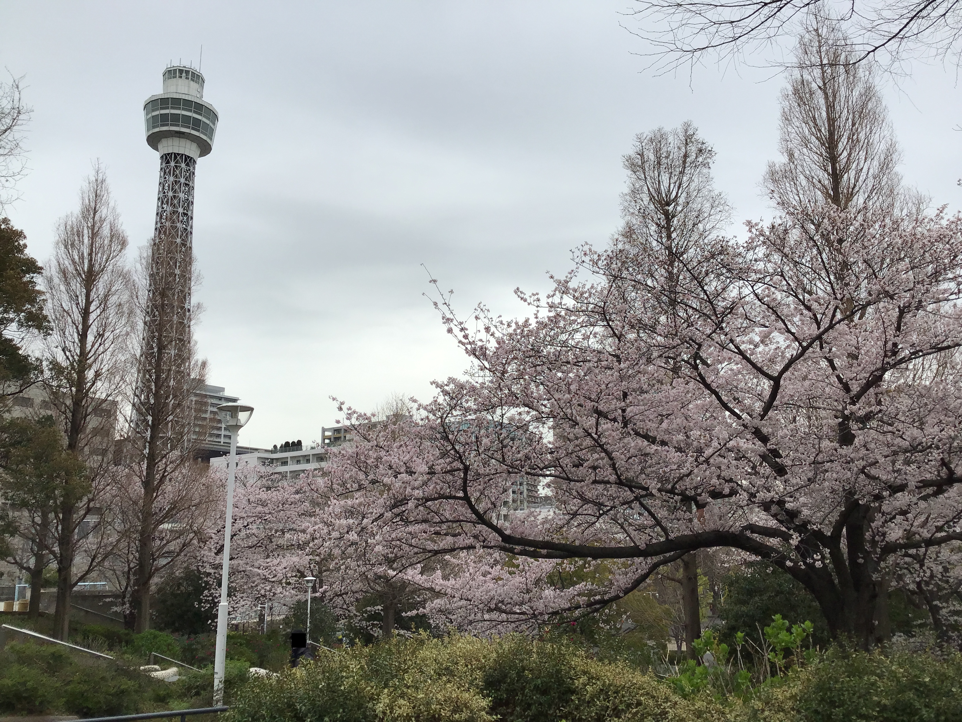 A portion of the Yokohama skyling with a cherry blossom tree in the foreground