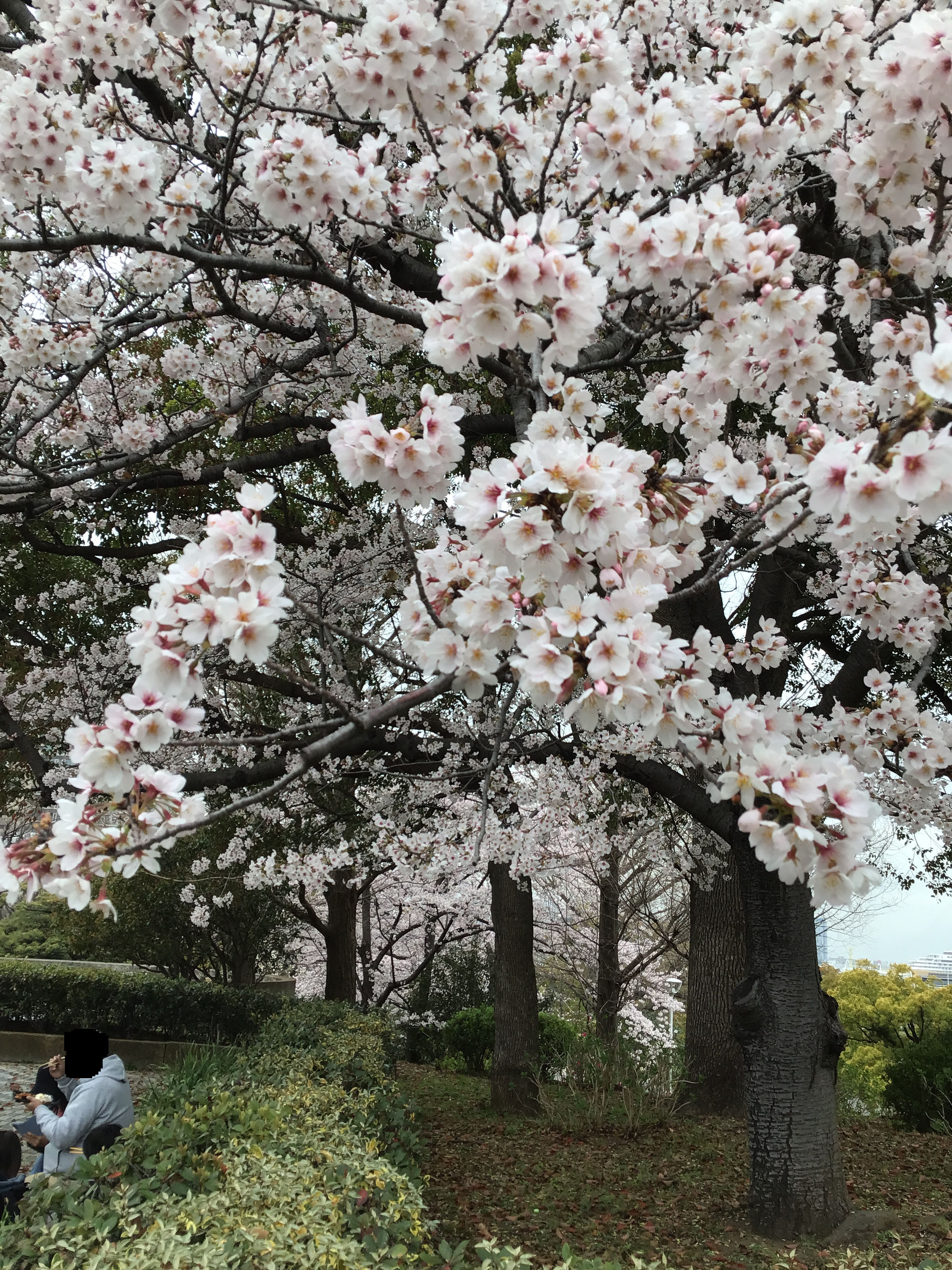 A close up of cherry blossoms